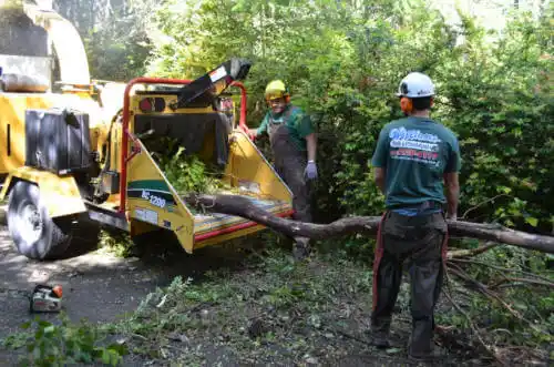 tree services Coral Springs